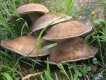 Funghi Speciali - ferrulae